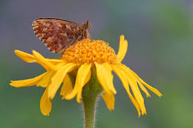 Attēlu rezultāti vaicājumam “Boloria titania upperside”