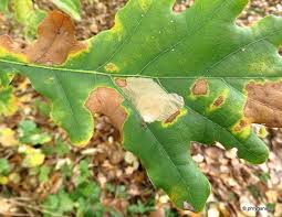 Attēlu rezultāti vaicājumam “Tischeria ekebladella”