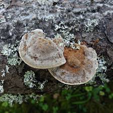 Attēlu rezultāti vaicājumam “Crustoderma dryinum”