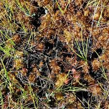 Attēlu rezultāti vaicājumam “Gymnocolea inflata”