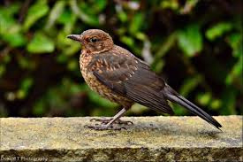 Attēlu rezultāti vaicājumam “Turdus merula juvenile”