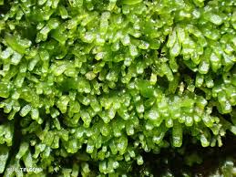 Attēlu rezultāti vaicājumam “Riccardia palmata”