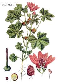 Image result for Malve