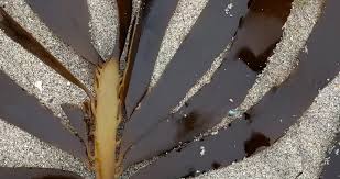 Attēlu rezultāti vaicājumam “Physarum penetrale stalked”