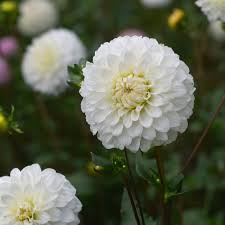Image result for Dahlia `Snowflake`