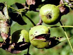 Attēlu rezultāti vaicājumam “Juglans regia fruit”