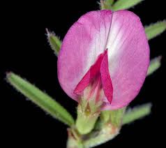 Attēlu rezultāti vaicājumam “Vicia cracca bud”