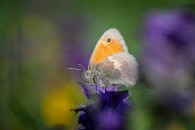 Attēlu rezultāti vaicājumam “Coenonympha glycerion”