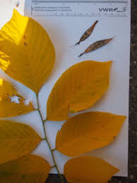 Attēlu rezultāti vaicājumam “Cladrastis kentukea leaf”