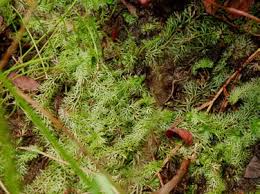 Attēlu rezultāti vaicājumam “Utricularia intermedia leaf”