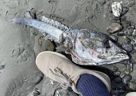 Image result for Thunnus alalunga