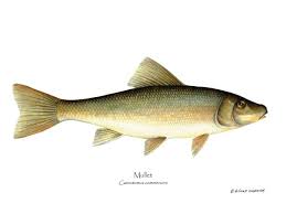 Image result for Catostomus commersonii