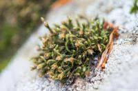 Attēlu rezultāti vaicājumam “Schistidium apocarpum”