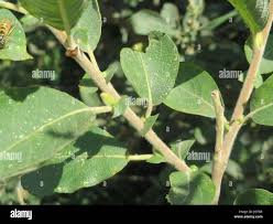 Attēlu rezultāti vaicājumam “Salix cinerea leaf”