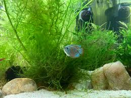 Attēlu rezultāti vaicājumam “Leptodictyum riparium”