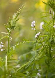 Attēlu rezultāti vaicājumam “Vicia hirsuta flower”