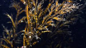 Attēlu rezultāti vaicājumam “Cystiphora sanguinea”