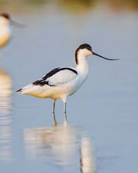 Image result for Recurvirostra avosetta
