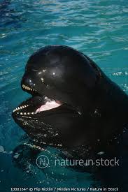 Image result for Globicephala melas