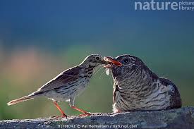 Attēlu rezultāti vaicājumam “Cuculus canorus adult”