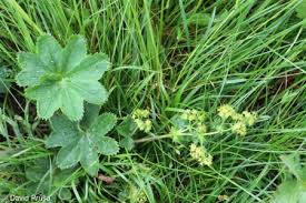 Attēlu rezultāti vaicājumam “Alchemilla subcrenata”