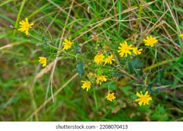 Attēlu rezultāti vaicājumam “Hieracium murorum flower”