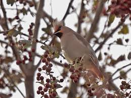 Attēlu rezultāti vaicājumam “Bombycilla garrulus adult”