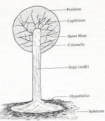 Attēlu rezultāti vaicājumam “Stemonitis pallida var. rubescens stalked”