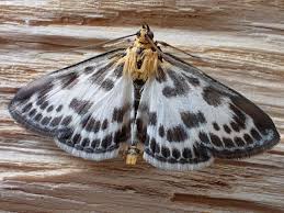 Attēlu rezultāti vaicājumam “Anania hortulata”