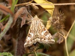 Attēlu rezultāti vaicājumam “Protoschinia scutosa”