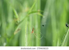 Attēlu rezultāti vaicājumam “Tibellus oblongus”