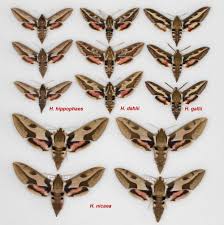 Attēlu rezultāti vaicājumam “Hyles gallii imago”