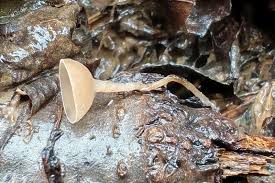 Attēlu rezultāti vaicājumam “Ciboria amentacea”