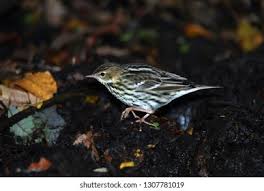 Image result for Anthus gustavi