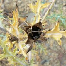 Attēlu rezultāti vaicājumam “Papaver argemone fruit”