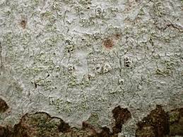 Attēlu rezultāti vaicājumam “Phlyctis agelaea”