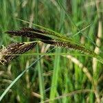 Attēlu rezultāti vaicājumam “Carex acuta leaf”