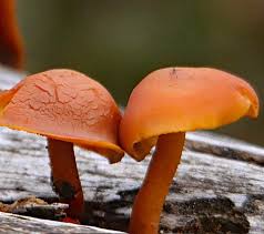 Attēlu rezultāti vaicājumam “Gymnopilus picreus”