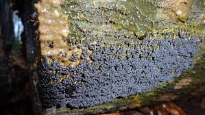 Attēlu rezultāti vaicājumam “Badhamia utricularis spores”