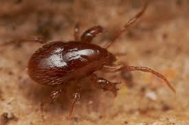 Attēlu rezultāti vaicājumam “Mesostigmata”