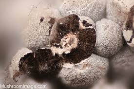 Attēlu rezultāti vaicājumam “Diderma effusum spores”