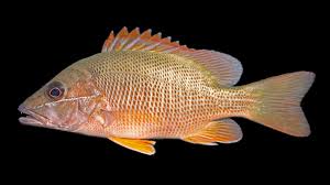 Image result for Lutjanus cyanopterus