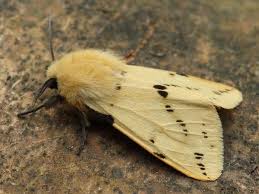 Attēlu rezultāti vaicājumam “Spilosoma lutea”