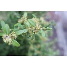 Attēlu rezultāti vaicājumam “Buxus sempervirens flower”