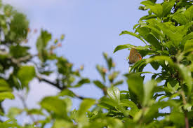 Attēlu rezultāti vaicājumam “Satyrium pruni underside”