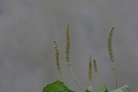 Attēlu rezultāti vaicājumam “Plantago media bud”