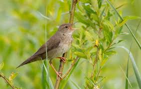 Image result for Locustella fluviatilis