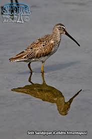 Image result for Calidris himantopus