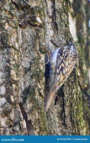 Attēlu rezultāti vaicājumam “Certhia familiaris”