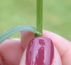 Attēlu rezultāti vaicājumam “Setaria glauca”